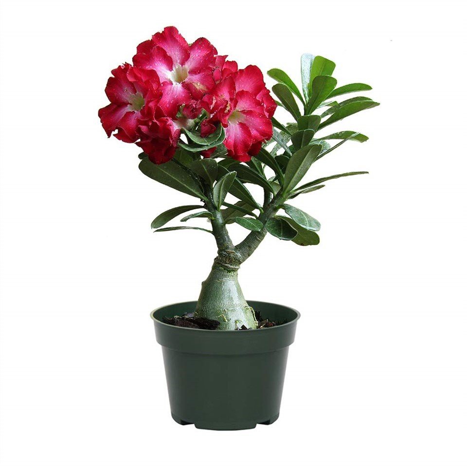 Τριαντάφυλλο της Ερήμου (Adenium Obesum